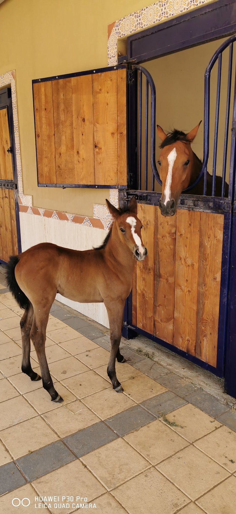Arabian mare and newborn foal